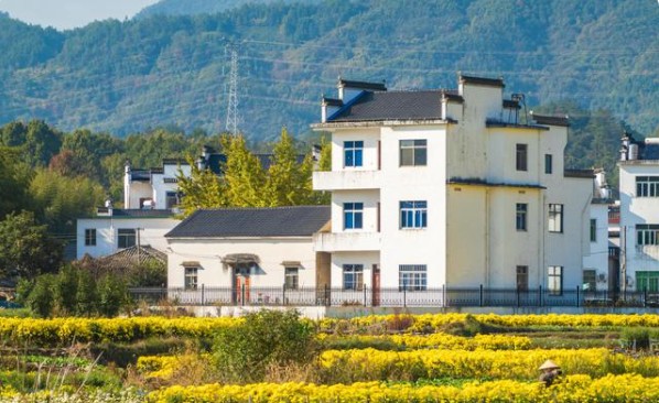 安徽黄山休宁县盐铺村菊花基地