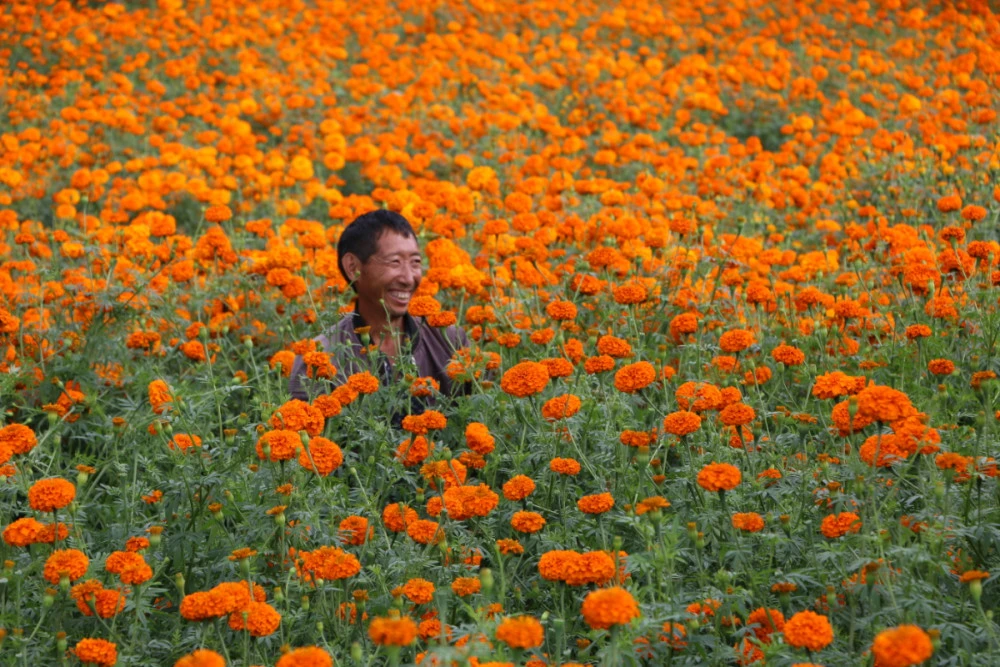 罗平钟山乡：万寿菊种植闯出新路子，昔日臭菊花成为今日香饽饽